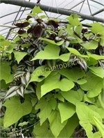 Hanging basket purple jew with potato vine