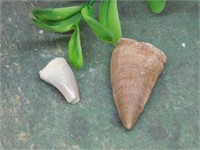 DINOSAUR TEETH ROCK STONE LAPIDARY SPECIMEN