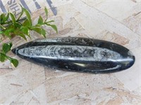 ORTHOCERAS ROCK STONE LAPIDARY SPECIMEN