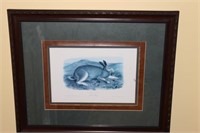 The Polar Hare Audubon print tripled matted