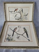 Antique Wild Birds Framed Prints