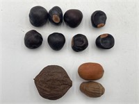 Petrified Acorns And Nuts