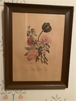Antique J L Prevost Botanical Print