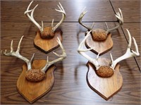 (4) White Deer Buck Racks / Antlers - Mounted