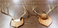 (2) Mule Deer Racks / Antlers