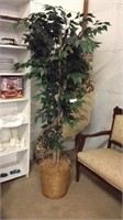 Silk Tree Plant