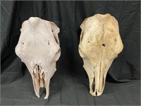 2 Cow Skulls