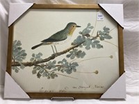 New 16x20 Vintage Bird Print