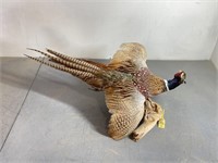 Pheasant Mount