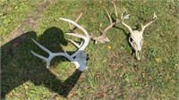 Set of three deer skulls