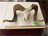 Ram's Skull and Horns (Real)