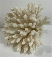 Lg piece of white coral