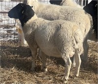 Ram-Dorper Sheep- 2023 born