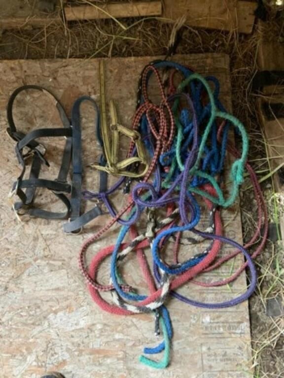 3 Nylon Halters & 7 Rope Halters