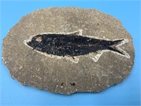 6" Fish fossil from Wyoming                (I 99)