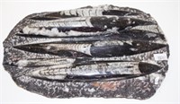 Polished Orthoceras fossil