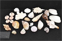 Clam Shells/Mushroom Coral/Snail Shells 26 pcs.