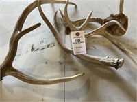 ANTLER SHEDS & SMALL MOUNT