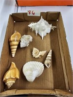 Shells Lot