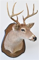 Buck Deer Wall Mount Trophy 13" Spread