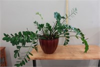 live potted plant