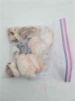 Assorted authentic seashells
