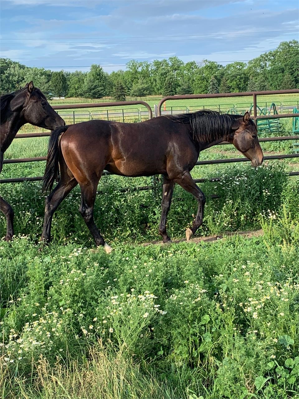 Moore Horse Company Dispersal