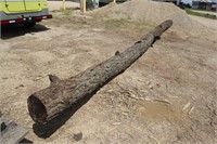 29' Walnut Log