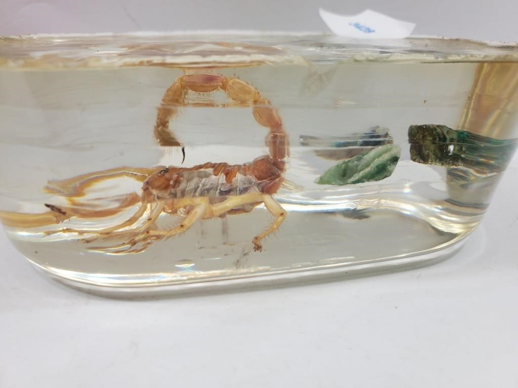 Scorpion inside Lucite Paperweight