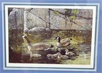 Print of Canada Goose Family