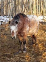 Appaloosa Shetland pony, stud, 8-9 years