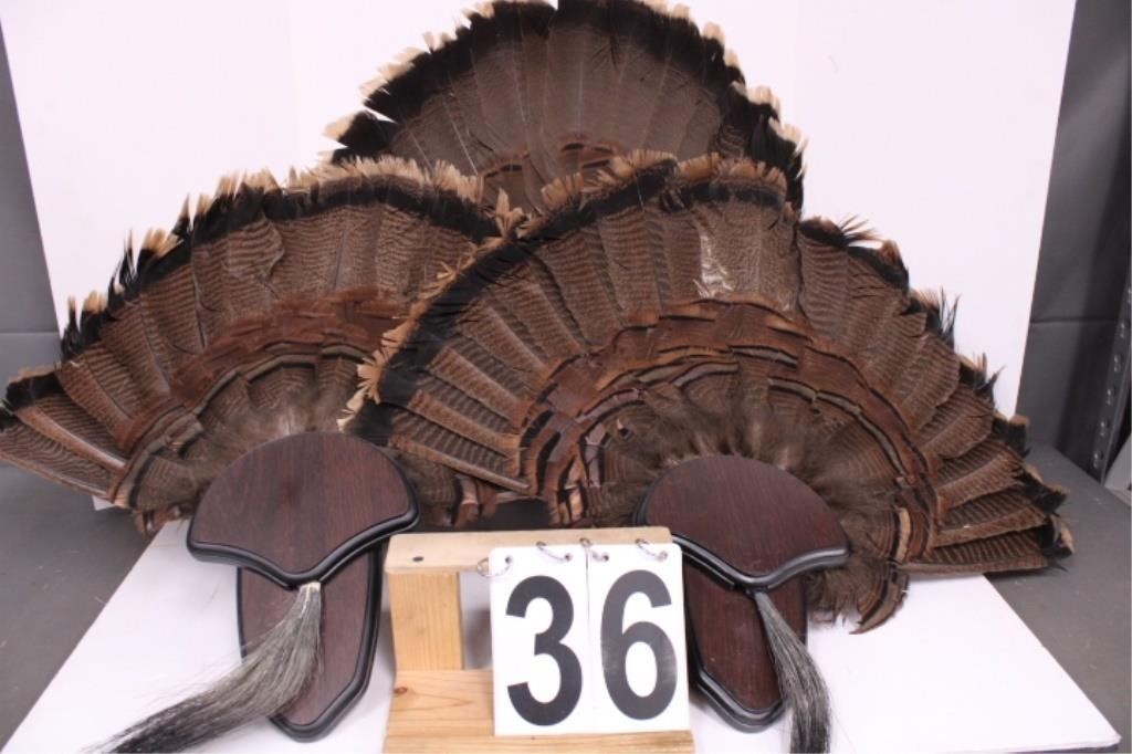 3 Turkey Fan Trophy Mounts