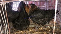 3 Black Copper Maran Hens