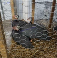 4 Pearl Guineas - 1 Male & 3 Hens