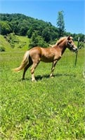 3 year old stud pony