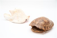 Conch & Turtle Shells