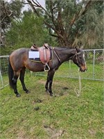 (VIC) WILLOW - ASH MARE