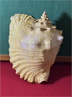 Large CONCH Shell