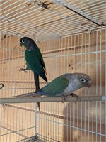 5 Proven Pairs Conures - all for 1 price