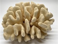 Large Dried Sea Coral Specimen