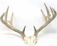 Skull Cap Antler Mount