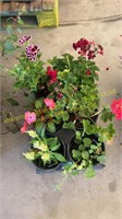 Flat of 6" assorted annuals