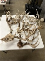 assorted whitetail antlers