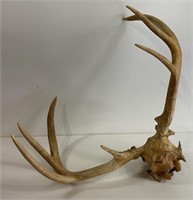 Mule Deer Antlers