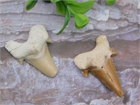 SHARK TEETH ROCK STONE LAPIDARY SPECIMEN