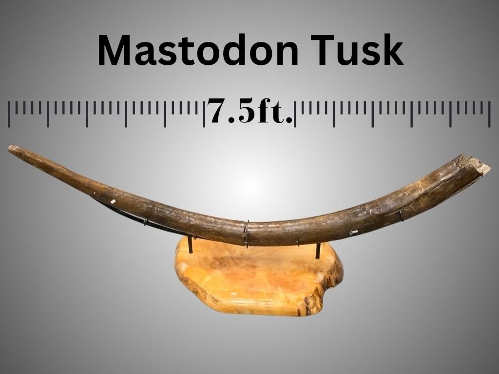 Ancient fossilized mastodon tusk in two pieces, co