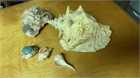 Large conch shell, quartz rock, small shells