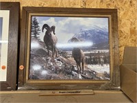 Big Horn Sheep Picture