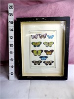 Shadow Box w/Butterfly Art Poster 2 x 14 x 17