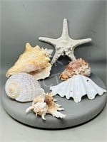 6 various sea shells